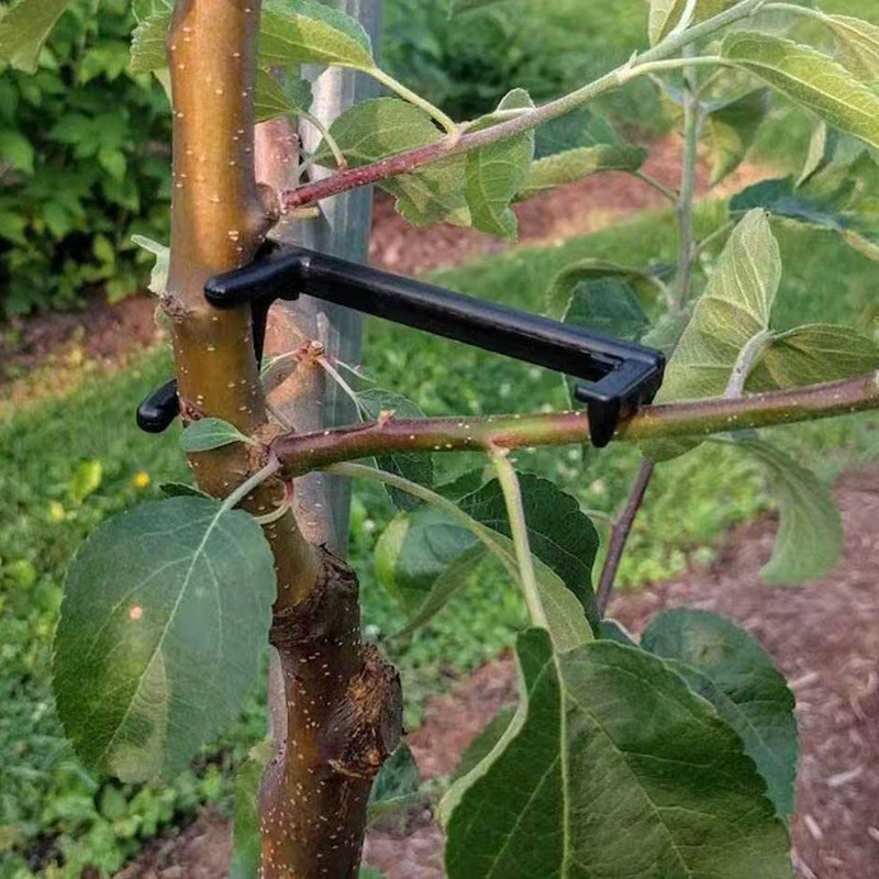 Root Watering Spike - Ściągacz do gałęzi drzew owocowych Roślina