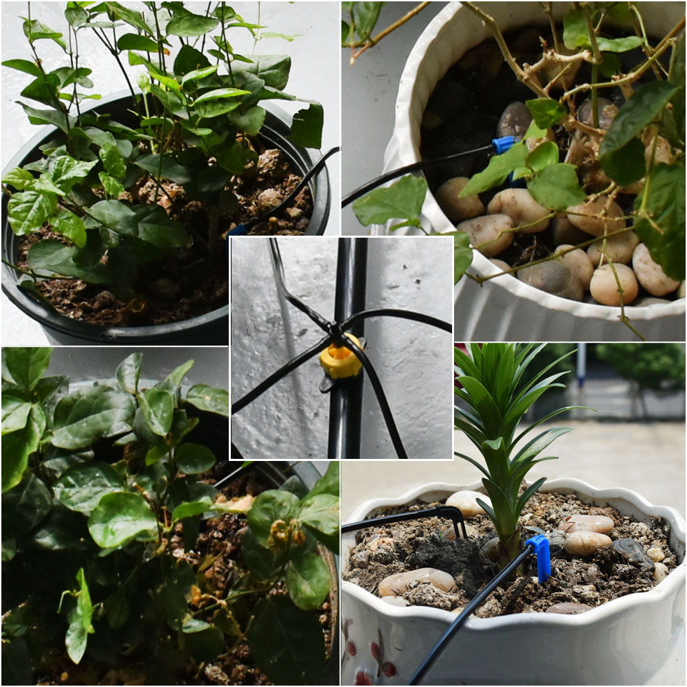 Szklarnia doniczkowa zakrzywio – Root Watering Spike recenzja i cena